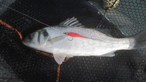 Nice fish for J Clark, home grown 5/0 red/black Deceiver..., 2014