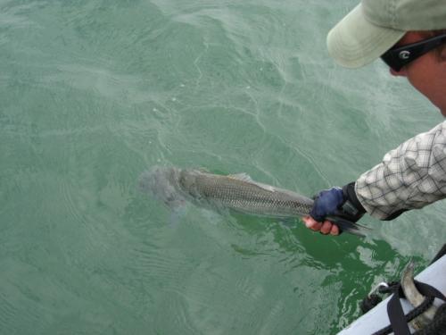 Back to fight another day of 