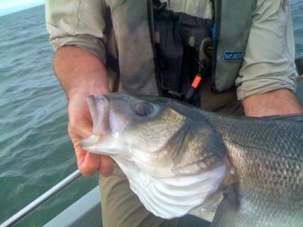 Top predator...., 2009