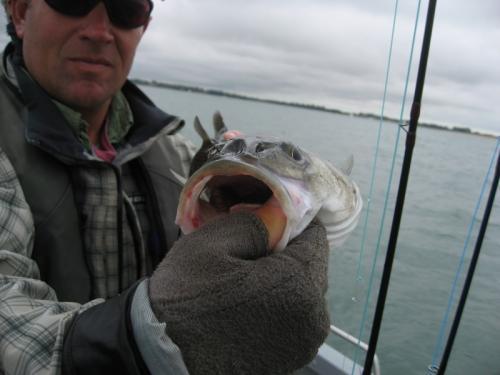 The last thing a cockroach sees...!, 2010