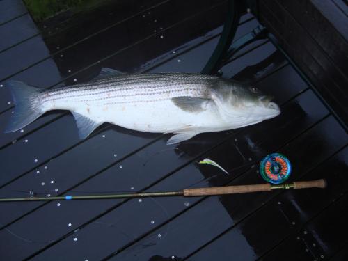 That's a 15ft Spey rod alongside a 40lbs Bass!, USA Trips