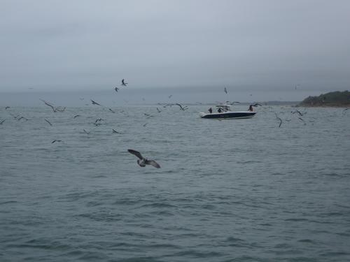 Fish are on..., USA Trips