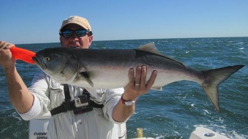 Big Blues..., USA Trips