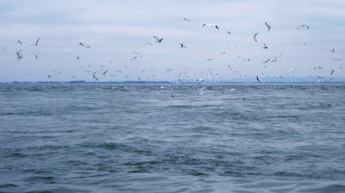 Gannet city.., 2016