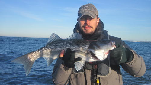 Andy Bunting in early November finding the sprat run productive, 2018