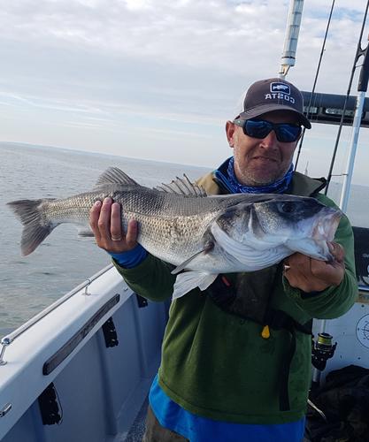 Nice Fly caught Cow!, 2019