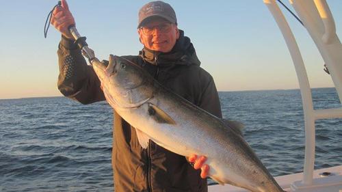Record Bluefish at 17 lbs plus for David Sproston 2019, USA Trips